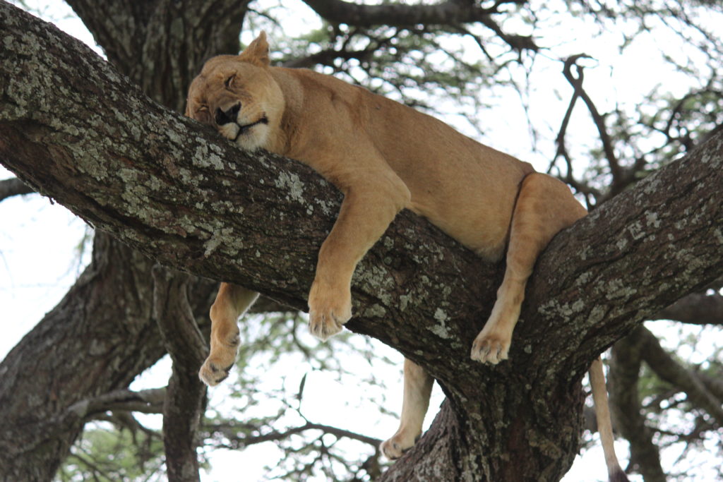 a lion sleeping on a tree branch