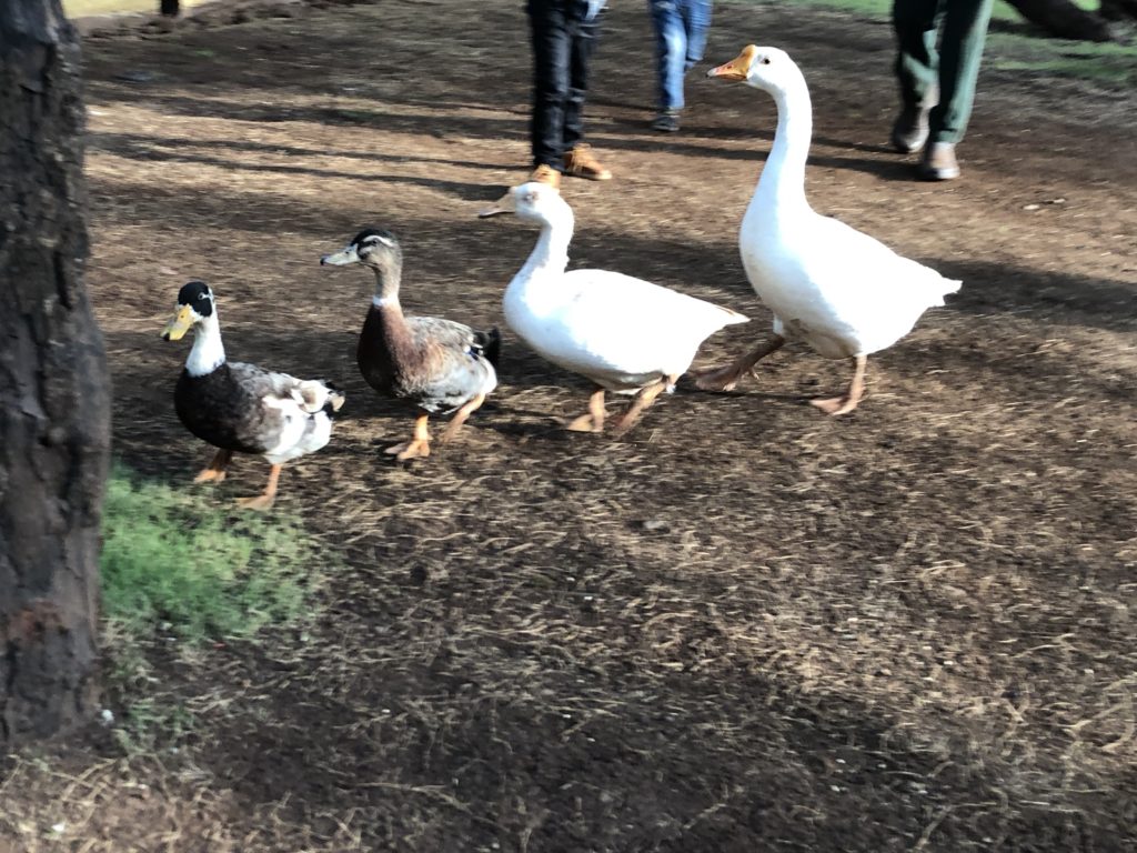 a group of ducks walking on the ground