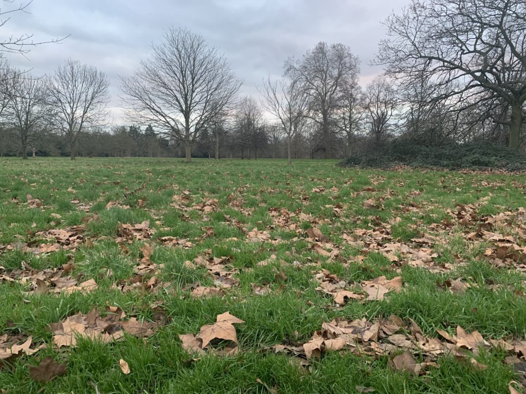 a grass field with leaves